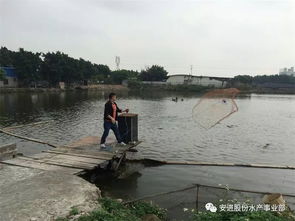 出魚(yú)高峰期的科學(xué)捕撈與運(yùn)輸 確保水產(chǎn)品安全無(wú)損耗