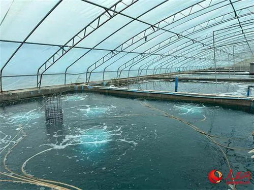 沙漠與鹽堿地崛起海鮮工廠，海水魚安家新大陸