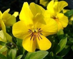 青州2013年綠化苗木價(jià)格咨詢與訂購(gòu)指南 聚焦萬美花卉苗木基地